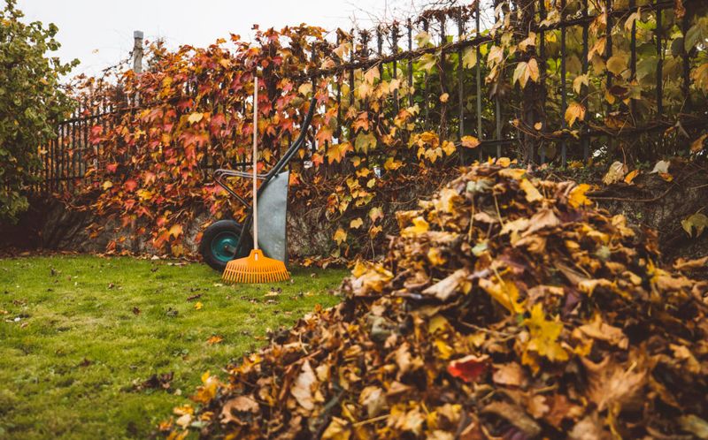 Remove Leaf Litter And Debris Remove Leaf Litter And Debris