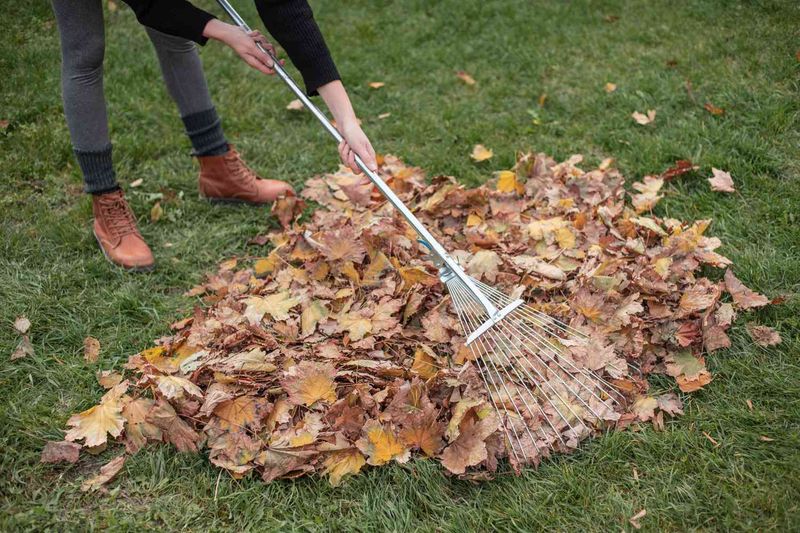 Remove Leaf Litter And Debris