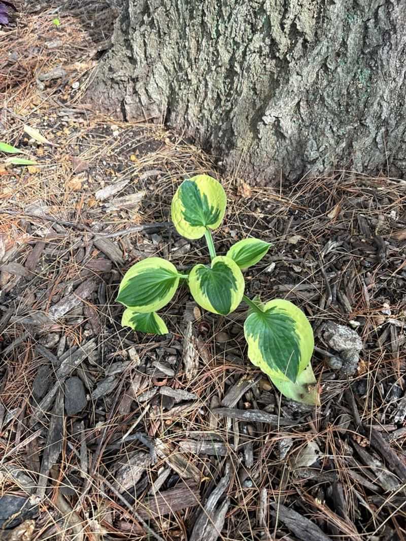 Remove Leaves Lying Flat On The Soil Remove Leaves Lying Flat On The Soil
