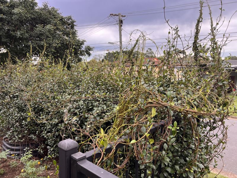 Remove Long Stray Vines Before They Tangle