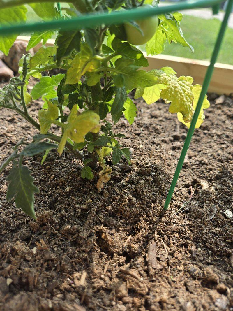 Remove Lower Leaves That Touch The Soil