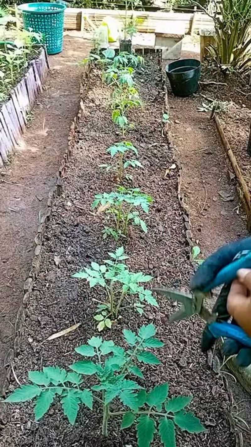 Remove Lower Leaves Touching The Soil Remove Lower Leaves Touching The Soil