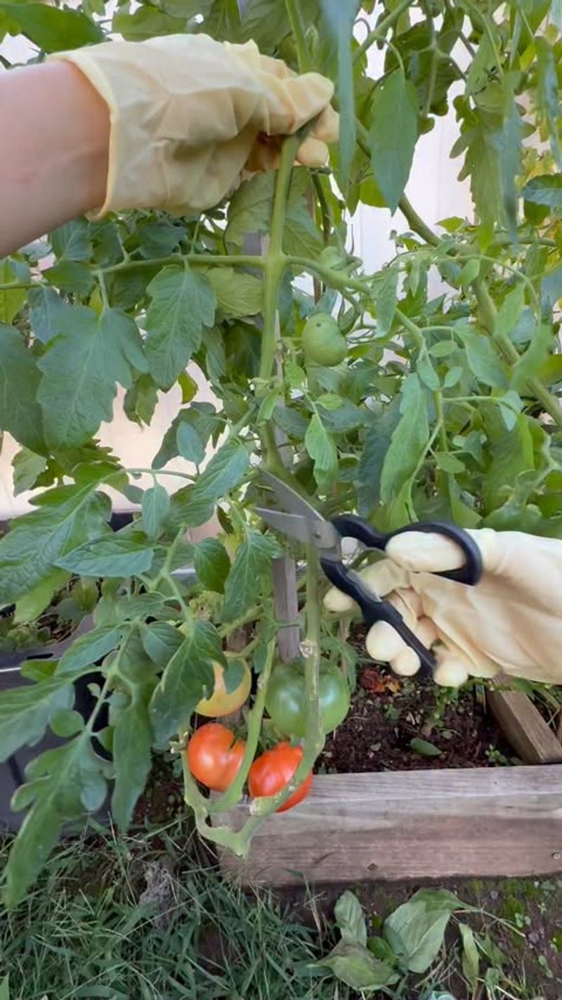 Remove Lower Leaves Touching The Soil