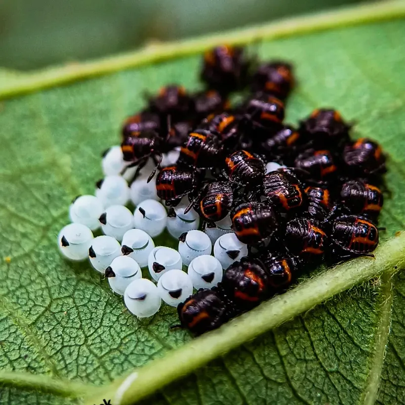 Remove Nymphs While They Cluster Remove Nymphs While They Cluster