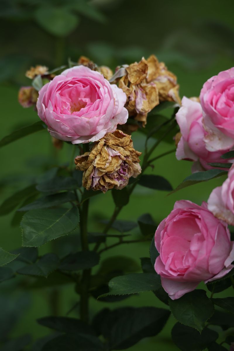 Remove Old Blooms To Keep New Buds Coming Remove Old Blooms To Keep New Buds Coming