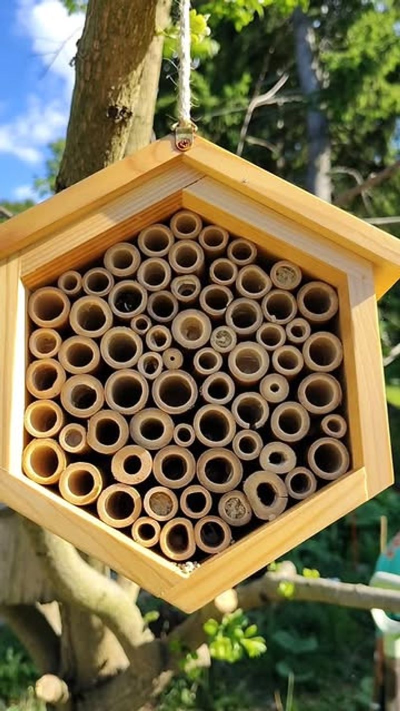 Remove Old Or Abandoned Nests