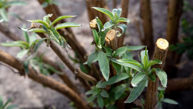 Remove Old Thick Stems To Let Light Back In Remove Old Thick Stems To Let Light Back In