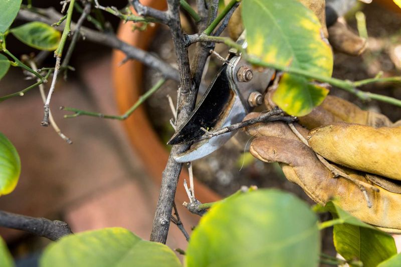 Remove Only Damaged Or Broken Branches During Summer