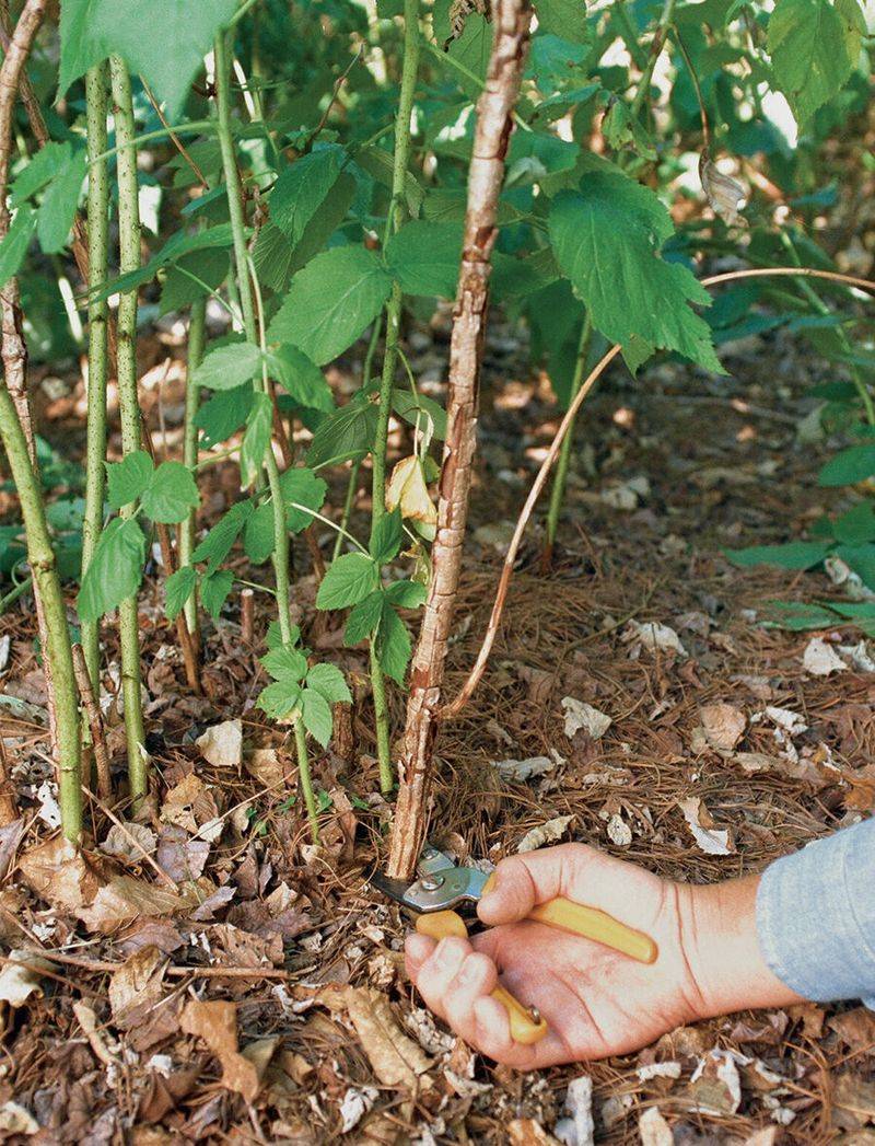 Remove Problem Canes Promptly Remove Problem Canes Promptly