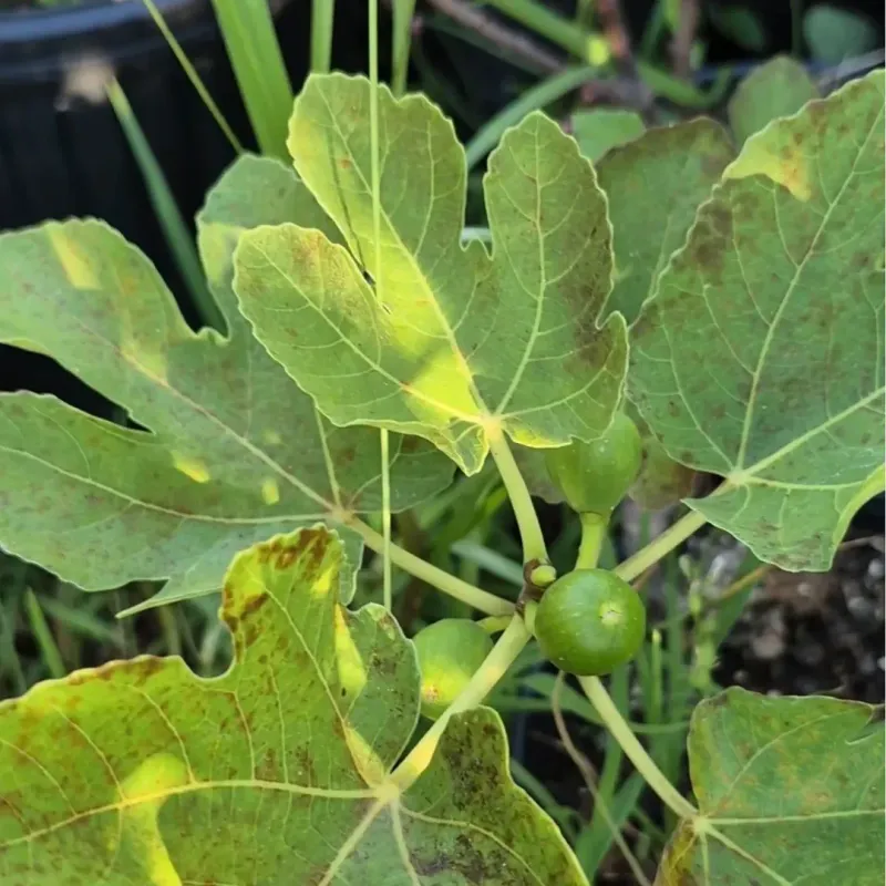 Remove Rust-Spotted Leaves You Can Reach