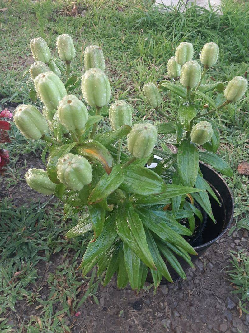 Remove Seed Heads Before They Form Remove Seed Heads Before They Form