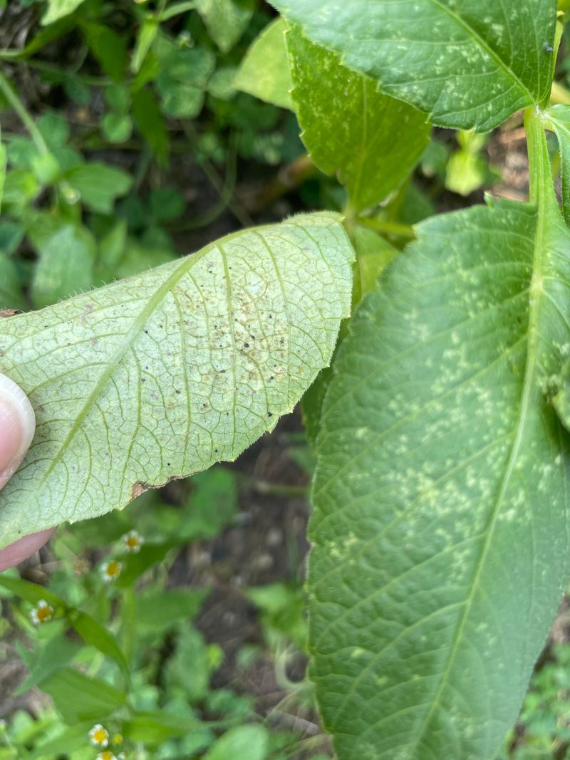Remove Severely Infested Leaves Before Mites Spread Further Remove Severely Infested Leaves Before Mites Spread Further