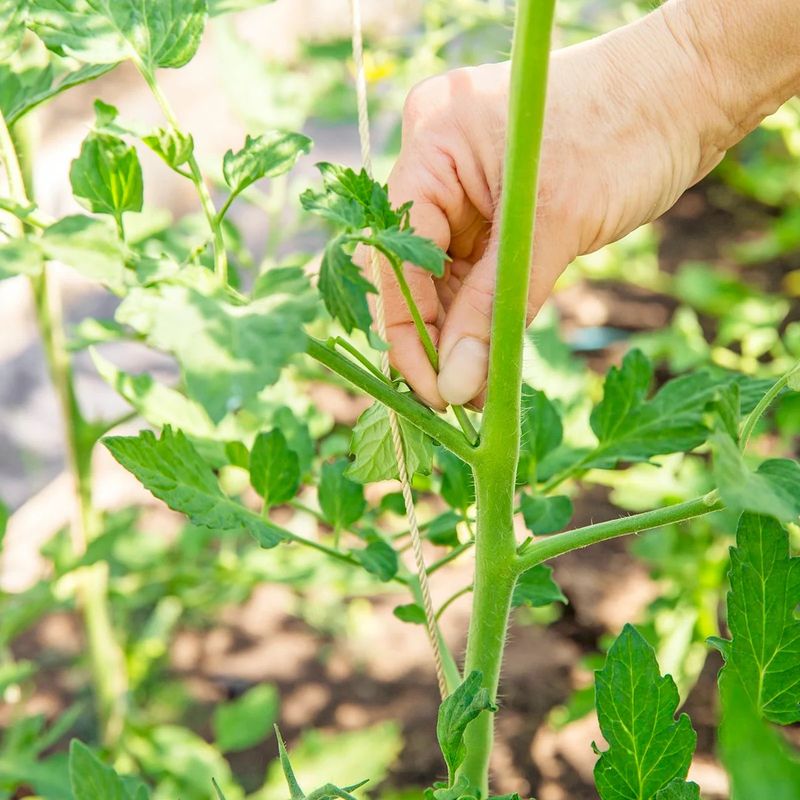 Remove Small Suckers Before Plants Get Too Crowded