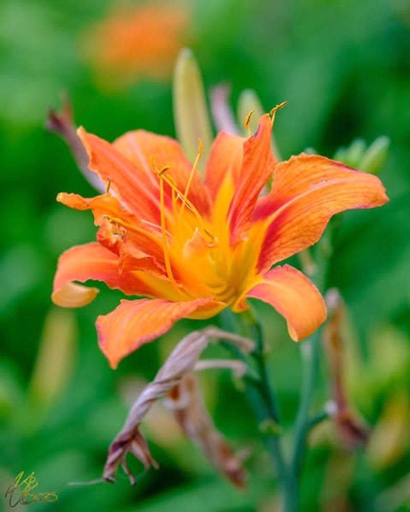 Remove Spent Blooms As Soon As They Fade Remove Spent Blooms As Soon As They Fade