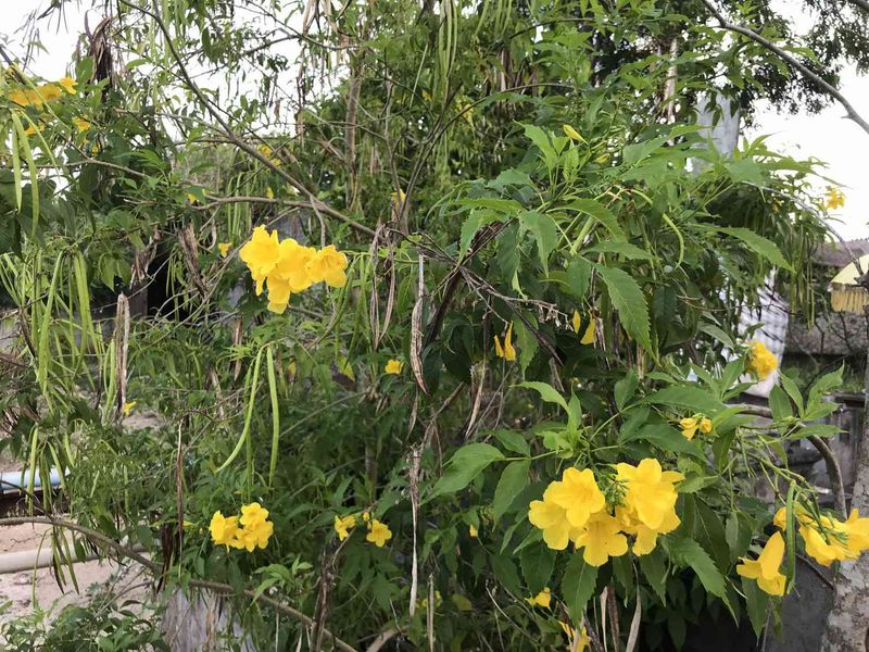 Remove Spent Blooms Before New Buds Take Over