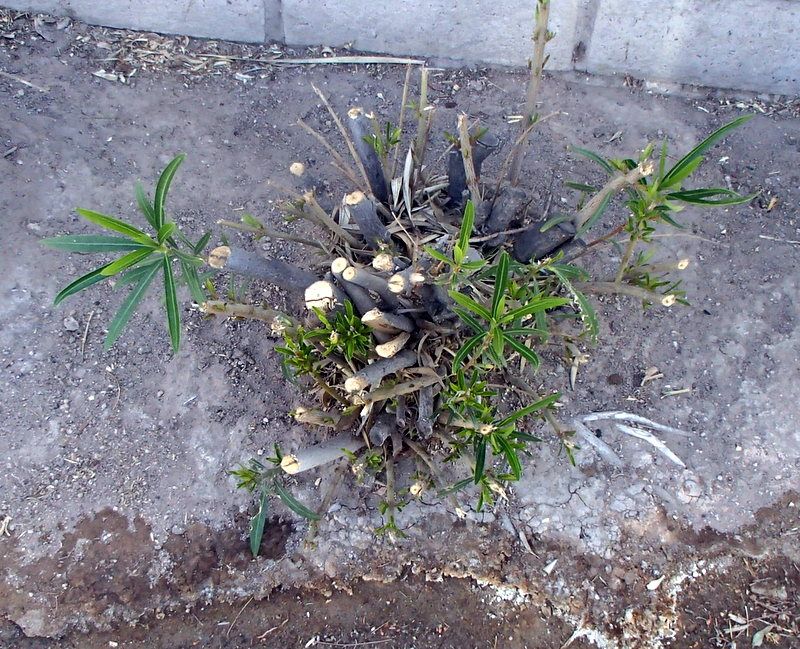 Remove Spent Blooms Before Seed Pods Form