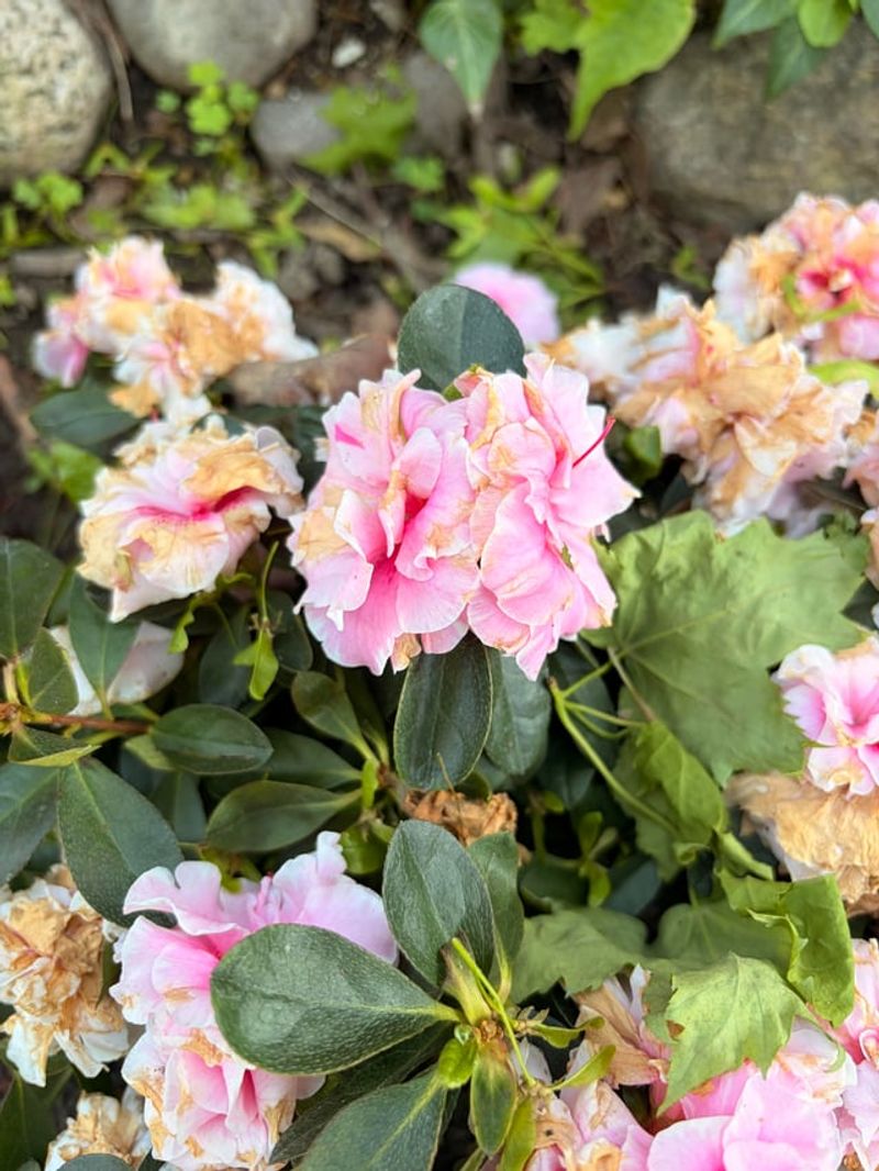 Remove Spent Blooms Before They Go To Seed