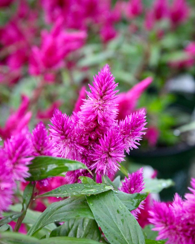 Remove Spent Blooms For More Color