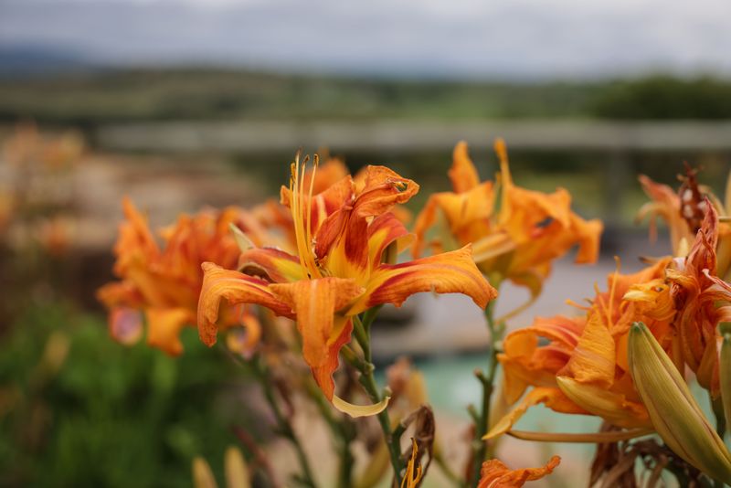 Remove Spent Blooms To Encourage More Flowers Remove Spent Blooms To Encourage More Flowers