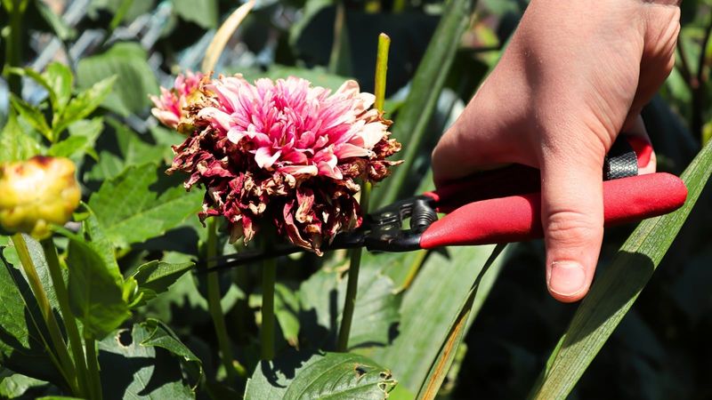 Remove Spent Dahlia Blooms Before Seed Heads Form