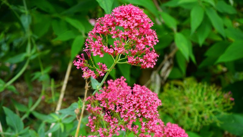 Remove Spent Flower Clusters Regularly