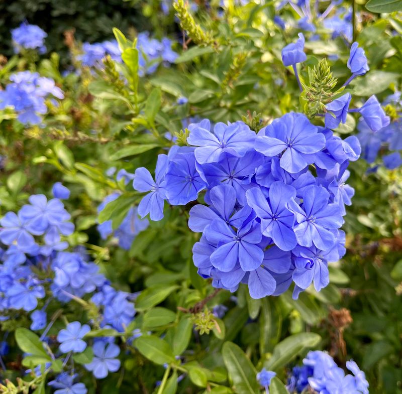 Remove Spent Flower Clusters Regularly