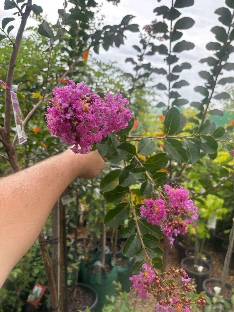 Remove Spent Flower Clusters Soon After They Fade