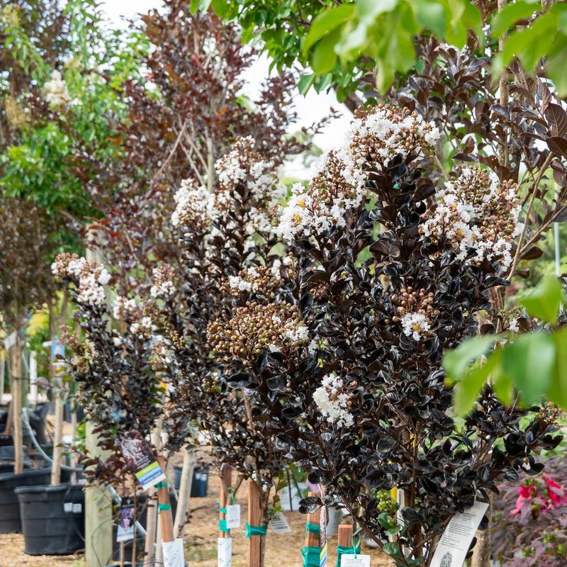 Remove Spent Flower Clusters Remove Spent Flower Clusters
