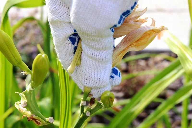 Remove Spent Flower Stems Immediately Remove Spent Flower Stems Immediately