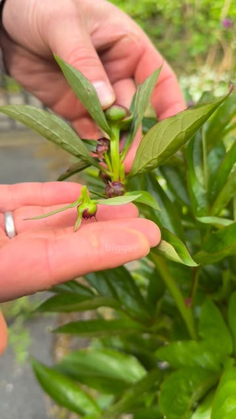 Remove Spent Flowers But Keep Every Healthy Leaf