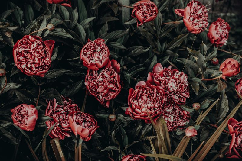Remove Spent Flowers By Cutting Back To The First Healthy Leaf
