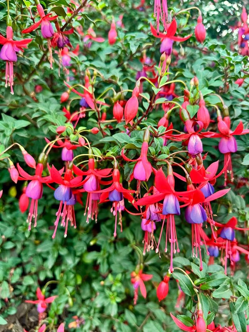 Remove Spent Flowers For More Buds