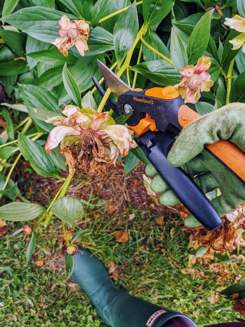 Remove Spent Flowers Without Cutting Healthy Leaves