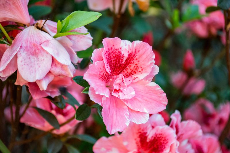 Remove Spent Flowers