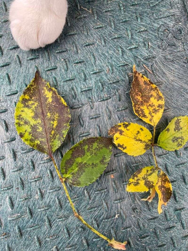 Remove Spotted Leaves From Beds Remove Spotted Leaves From Beds