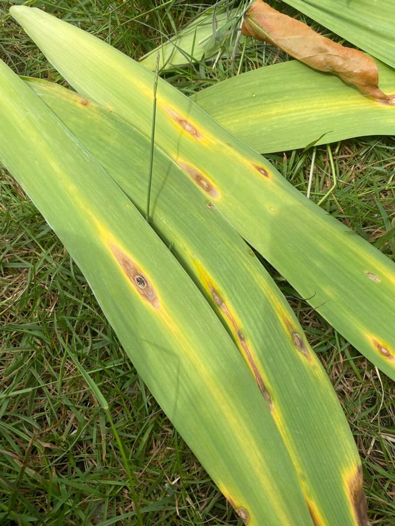 Remove Spotted Or Ragged Leaves Anytime