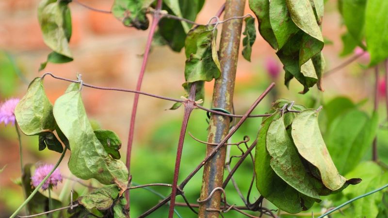 Remove Tangled Weak Growth Without Overpruning Remove Tangled Weak Growth Without Overpruning