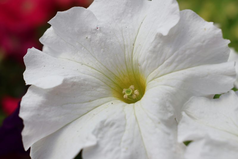 Remove The Entire Flower And Seed Pod Beneath It Remove The Entire Flower And Seed Pod Beneath It