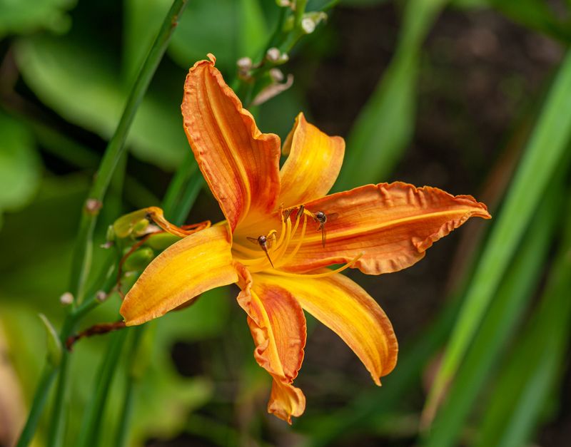 Remove The Entire Flower At The Base, Not Just Petals Remove The Entire Flower At The Base, Not Just Petals