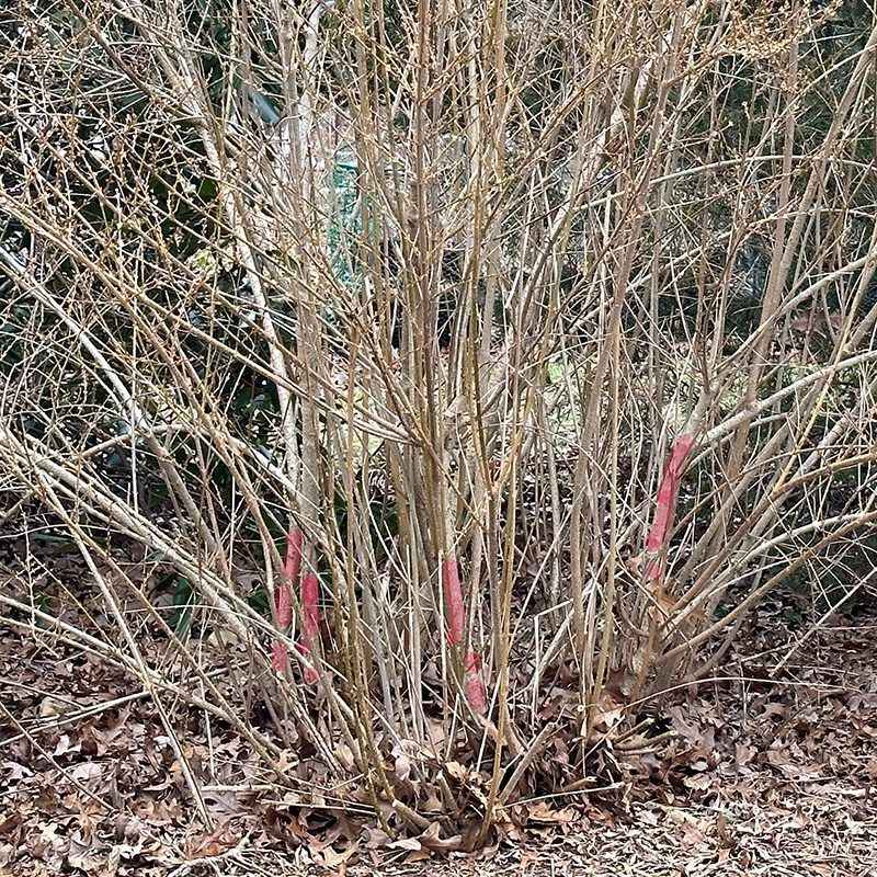 Remove The Oldest Stems At Ground Level
