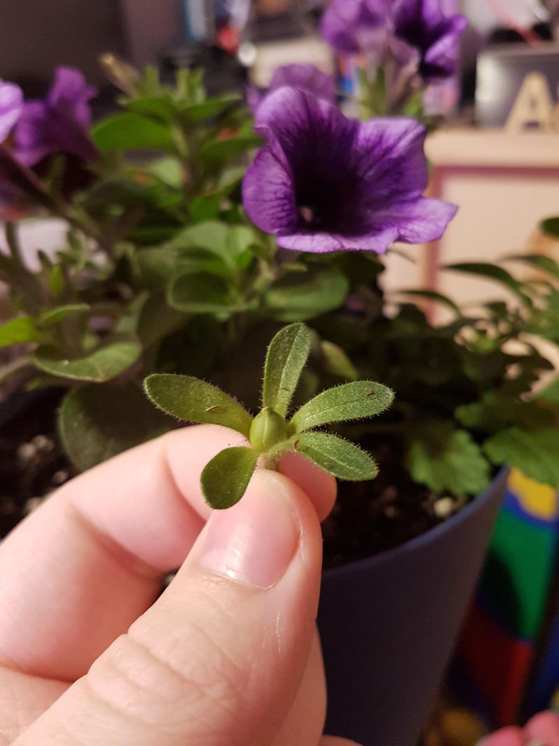 Remove The Seed Pod, Not Just The Dead Petals
