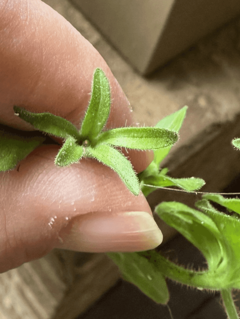 Remove The Whole Flower And Seed Pod Remove The Whole Flower And Seed Pod