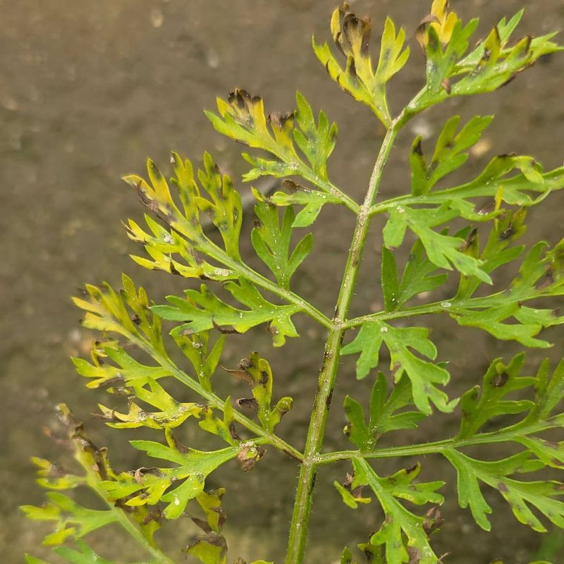 Remove The Worst Spotted Leaves First