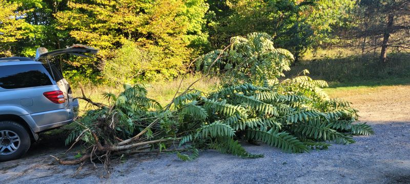 Remove Tree-Of-Heaven From Your Property