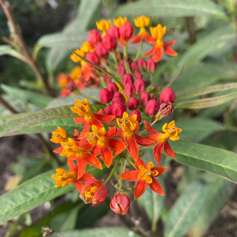 Remove Tropical Milkweed Before It Keeps Monarchs Around Too Long