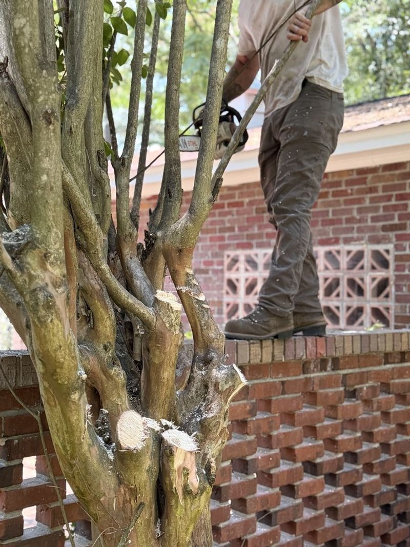 Remove Weak And Crossing Branches As Needed