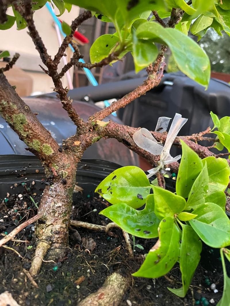 Remove Weak And Damaged Branches Remove Weak And Damaged Branches
