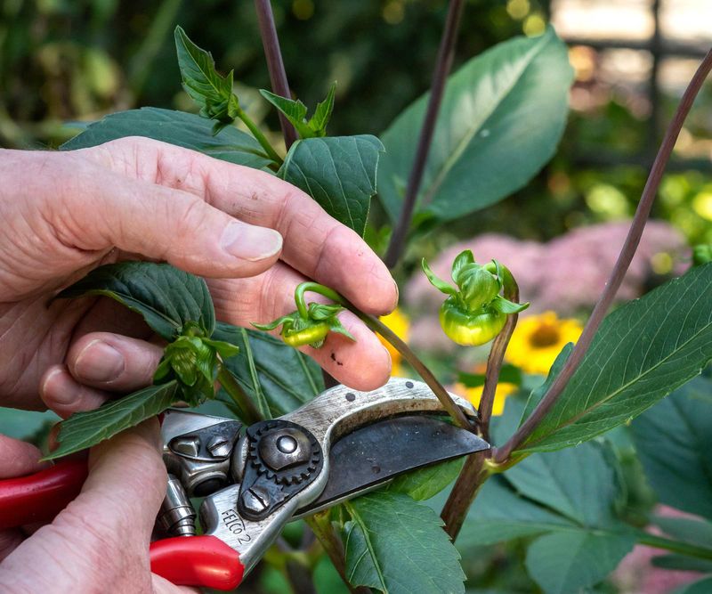 Remove Weak Side Shoots For Larger Flowers Remove Weak Side Shoots For Larger Flowers