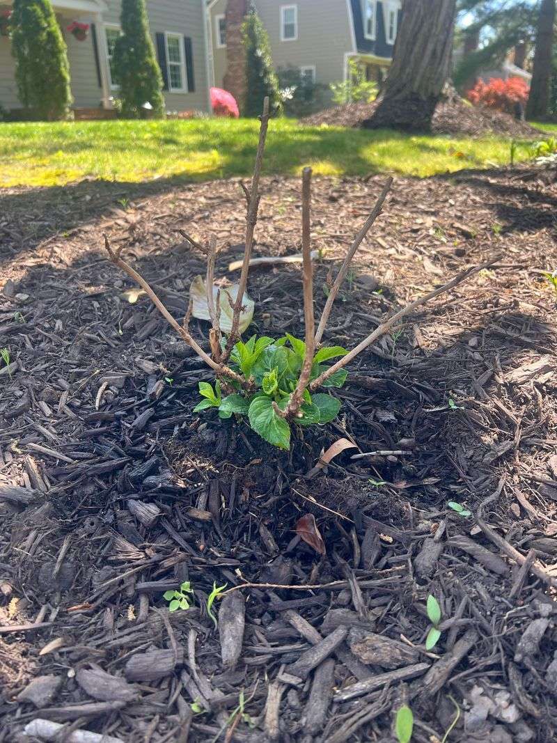 Remove Winter Mulch Gradually Once Nighttime Temperatures Stay Above Freezing Remove Winter Mulch Gradually Once Nighttime Temperatures Stay Above Freezing