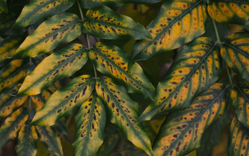 Remove Yellowing Or Rust-Spotted Foliage Promptly
